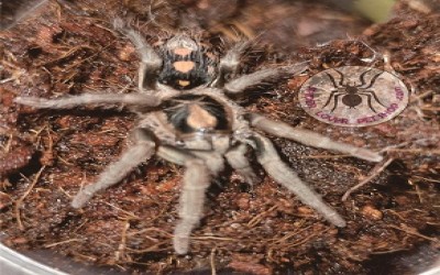 Hapalopus Columbien Klein / Hapalopus Formosus female Tarantula